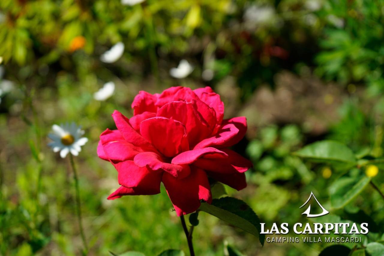 Las Carpitas Villa Mascardi Bagian luar foto